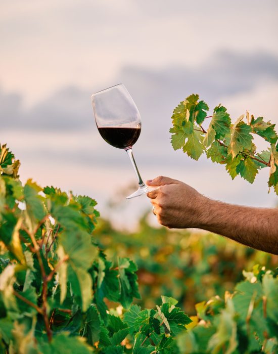 A vertical shot of a person holding a glass of wine in the vineyard under the sunlight